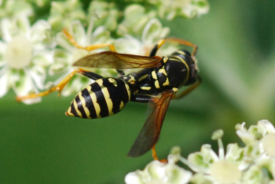 Polistes sp.